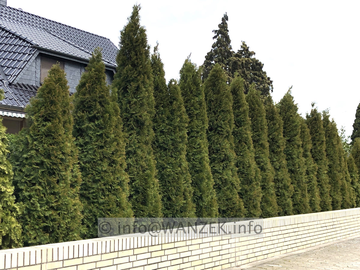 Hecke Thuja Smaragd 001.JPG